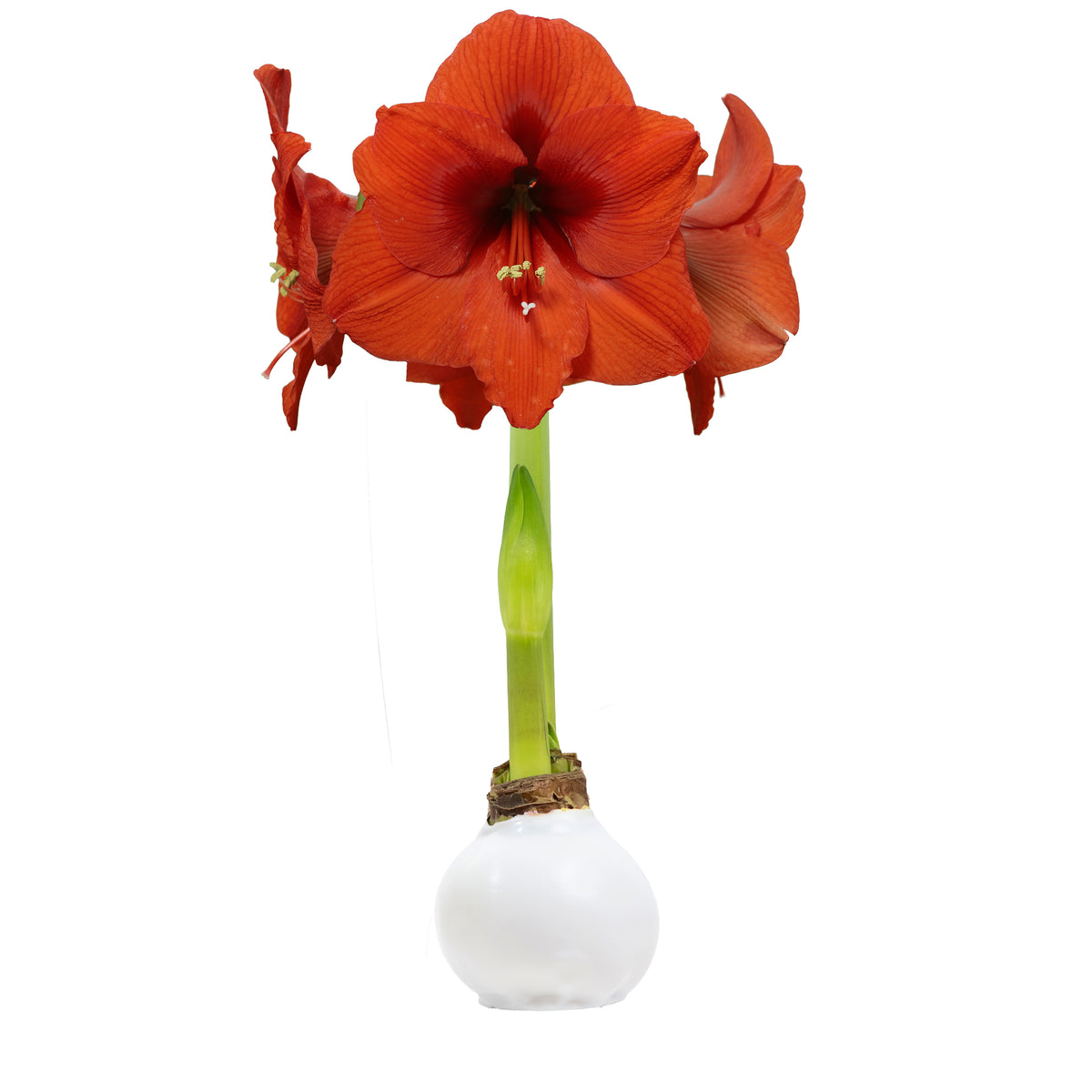 Sovereign Flower White Wax Bulb