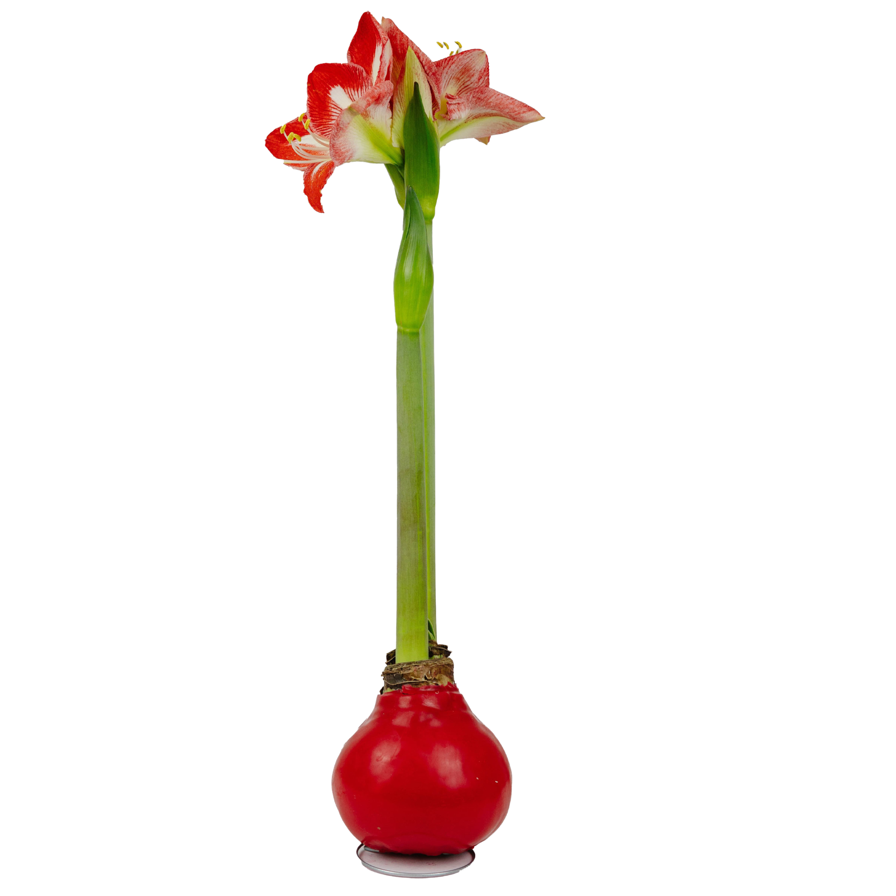 Waxed Amaryllis Care
