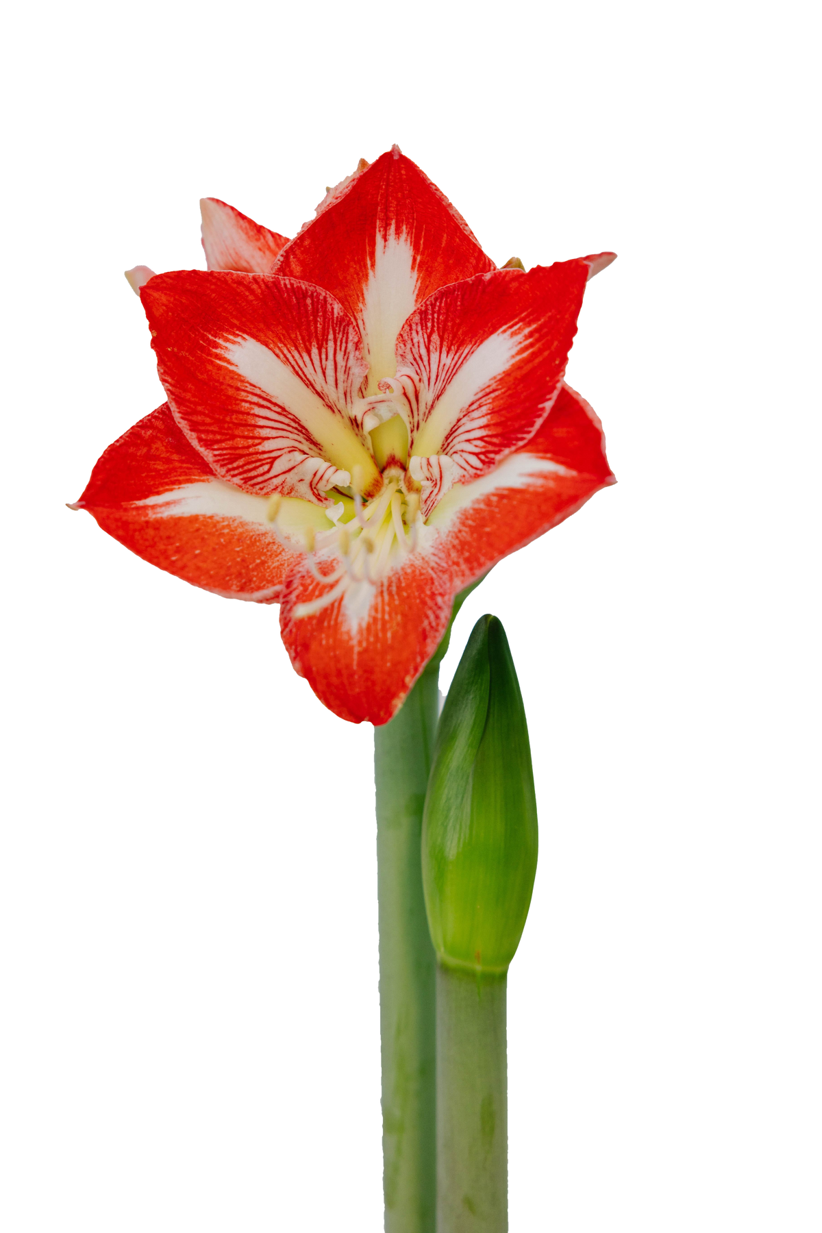 Red and white flower with green stem on a white background