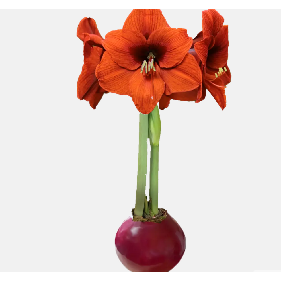 Sovereign Flower Burgundy Wax Bulb